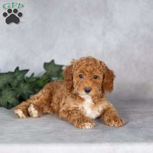 Emma, Miniature Poodle Puppy
